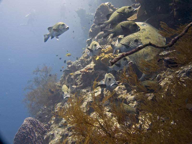 Harlequin Sweetlips, Turtle Tomb